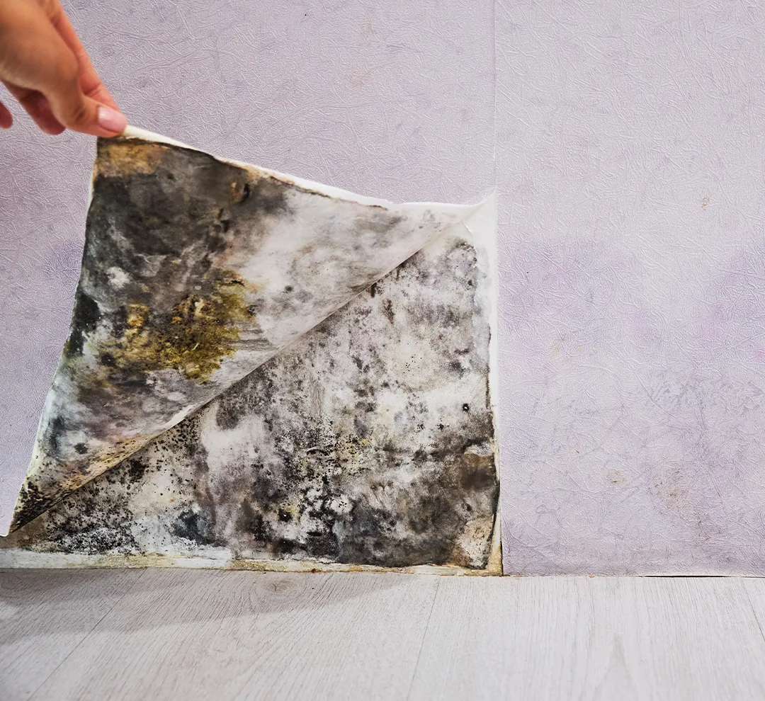 Mold Damage Restoration to Protect Your Home and Health