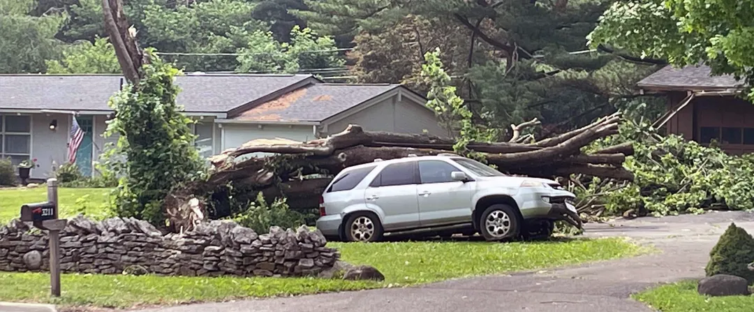 Fallen Trees and Structural Damage