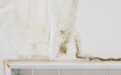 How Quickly Can Mold Grow After Water Damage