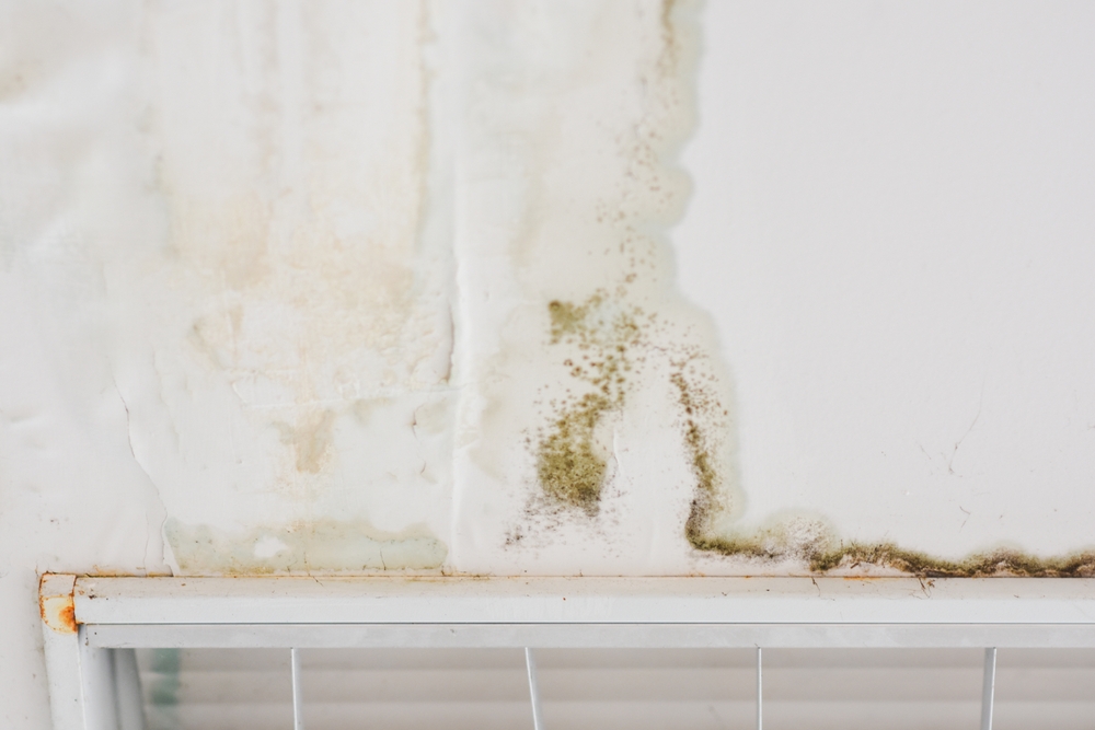 How Quickly Can Mold Grow After Water Damage