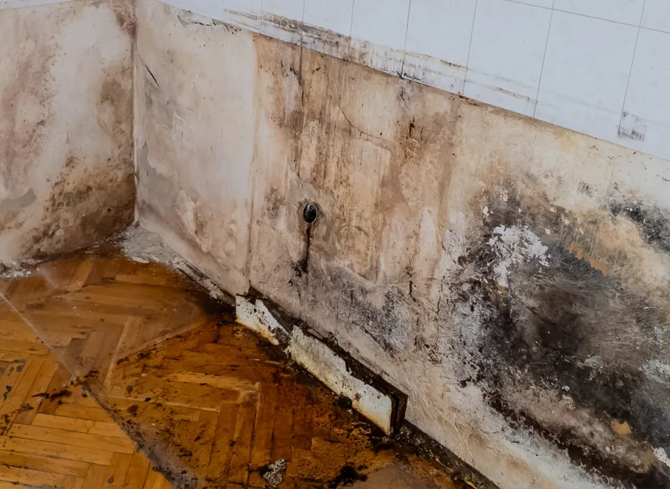 Expert Mold Remediation Services You Can Rely On